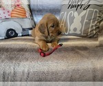 Small #5 Golden Retriever
