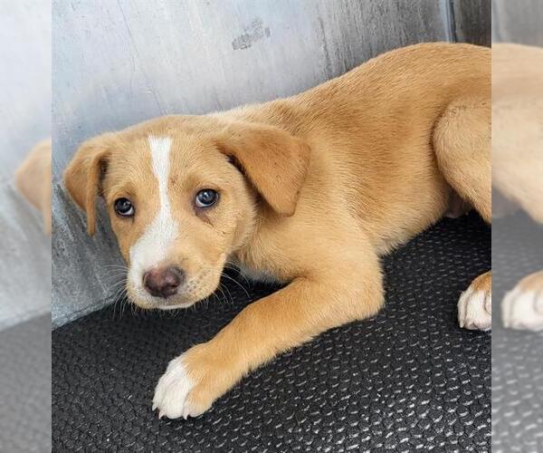 Medium Photo #1 Labrador Retriever-Unknown Mix Puppy For Sale in San Antonio, TX, USA