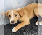 Small Labrador Retriever Mix