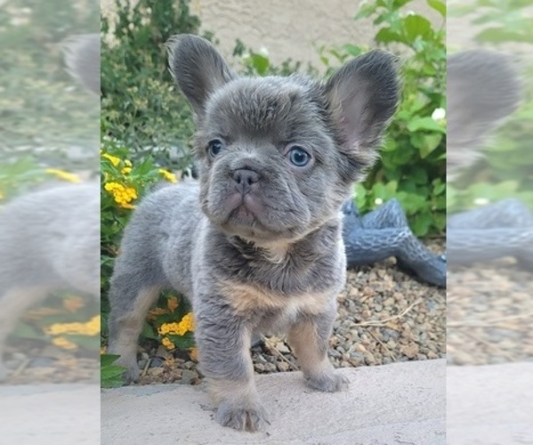Medium Photo #14 French Bulldog Puppy For Sale in LAS VEGAS, NV, USA