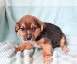 Beagle-Norwegian Elkhound Mix Puppy for sale in SHILOH, OH, USA