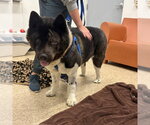 Small Akita
