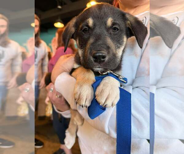 Medium Photo #7 Australian Shepherd-Unknown Mix Puppy For Sale in Holly Springs, NC, USA