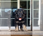 Puppy Puppy 4 German Shepherd Dog