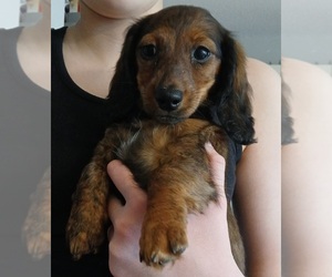 Dachshund Puppy for sale in PEABODY, MA, USA