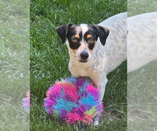 Medium Photo #2 Jack Russell Terrier-Unknown Mix Puppy For Sale in Dana Point, CA, USA