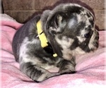 Small Photo #9 French Bulldog Puppy For Sale in BUCKS BAR, CA, USA