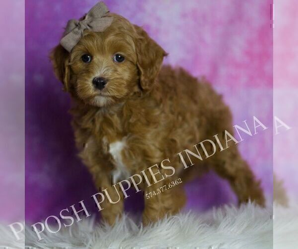 Medium Photo #40 Maltipoo (Miniature) Puppy For Sale in WARSAW, IN, USA