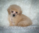 Small Photo #24 Poodle (Miniature) Puppy For Sale in COPPOCK, IA, USA