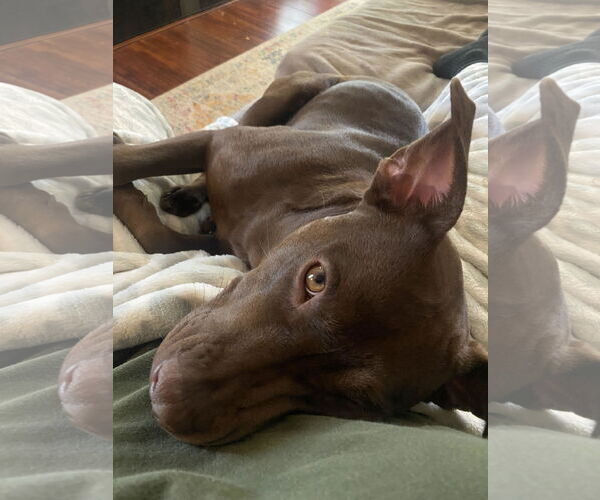 Medium Photo #5 American Staffordshire Terrier-Labrador Retriever Mix Puppy For Sale in Holly Springs, NC, USA