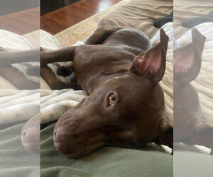 Nallah - Female American Staffordshire Terrier-Labrador Retriever Mix Dog for Adoption - Photo #5