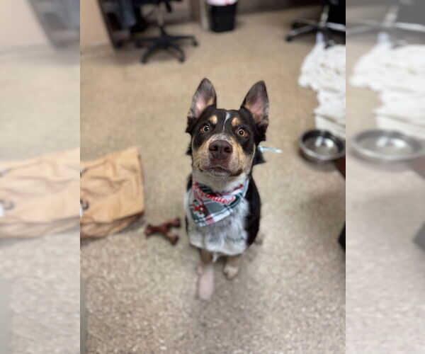 Medium Photo #4 Mutt Puppy For Sale in Great Bend, KS, USA