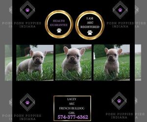 French Bulldog Puppy for sale in WARSAW, IN, USA