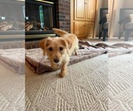Small #2 Mutt