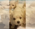 Small Photo #6 Maltipoo Puppy For Sale in SPENCER, NC, USA