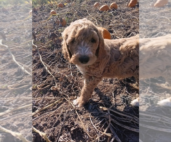Medium Photo #1 Goldendoodle Puppy For Sale in MONTELLO, WI, USA