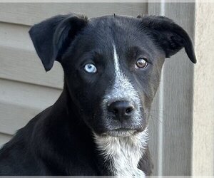 Huskies -Labrador Retriever Mix Dogs for adoption in Yardley, PA, USA