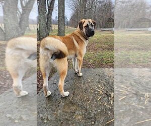 German Shepherd Dog-Great Pyrenees Mix Dogs for adoption in Osgood, IN, USA