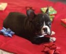 Small Photo #14 French Bulldog Puppy For Sale in CHARLESTON, SC, USA