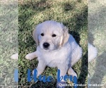 Small Photo #2 English Cream Golden Retriever Puppy For Sale in EL CAMPO, TX, USA