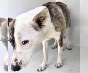 Labrador Retriever-Unknown Mix Dogs for adoption in Houston, TX, USA