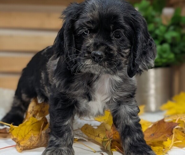 Medium Photo #9 Cocker Spaniel Puppy For Sale in GOSHEN, IN, USA