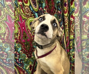 Siberian Husky-Unknown Mix Dogs for adoption in Corning, AR, USA