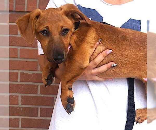 Medium Photo #2 Dachshund-Unknown Mix Puppy For Sale in Carrollton, TX, USA