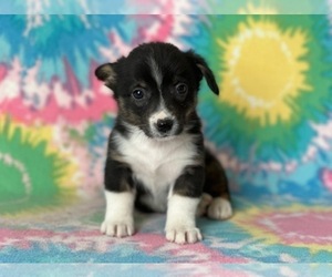 Pembroke Welsh Corgi Puppy for sale in LANCASTER, PA, USA