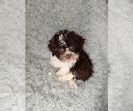 Small Photo #3 Shih-Poo Puppy For Sale in INDIANAPOLIS, IN, USA