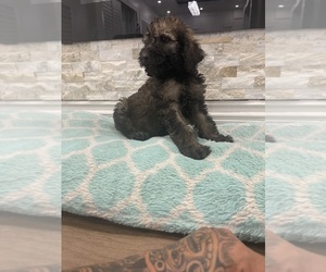 Poodle (Standard) Puppy for sale in PERRIS, CA, USA