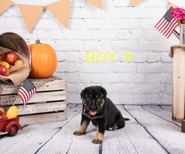 Medium Photo #9 German Shepherd Dog-Wolf Hybrid Mix Puppy For Sale in SAN DIEGO, CA, USA