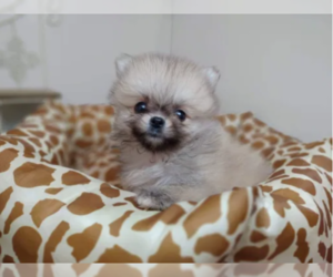 Pomeranian Dogs for adoption in ALOHA, OR, USA