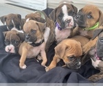 Small Photo #5 Boxer Puppy For Sale in LUCERNE VALLEY, CA, USA