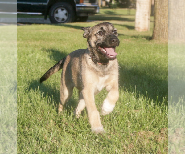 Medium Photo #9 Mutt Puppy For Sale in Brooklyn Center, MN, USA