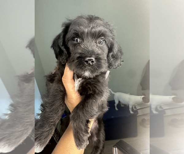 Medium Photo #3 Cock-A-Poo-Jack Russell Terrier Mix Puppy For Sale in EAST ORANGE, NJ, USA