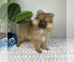 Cavachon Puppy for sale in FRANKLIN, IN, USA