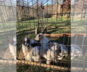 Border Collie Puppy for sale in FRANKLIN, NC, USA