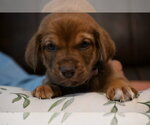 Small Labrador Retriever Mix