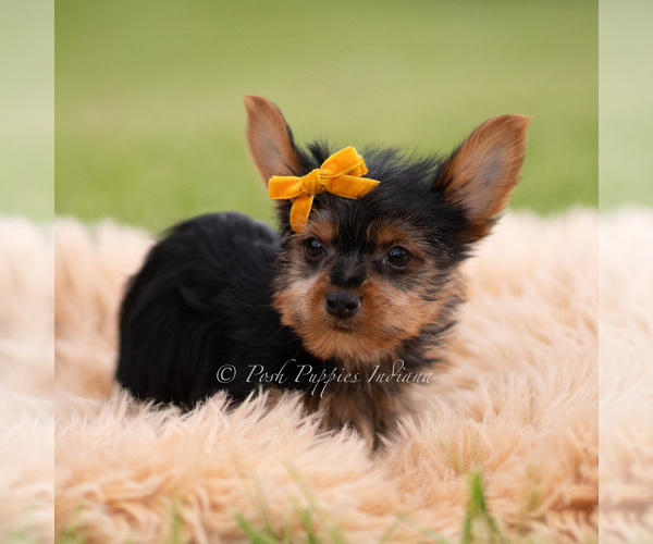Medium Photo #36 Yorkshire Terrier Puppy For Sale in WARSAW, IN, USA