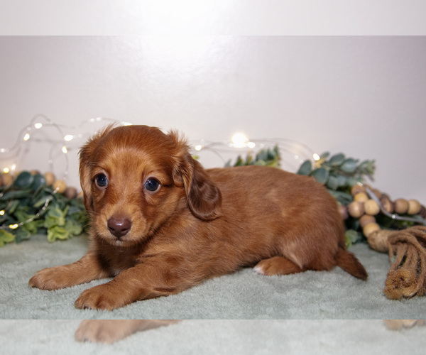 Medium Photo #2 Dachshund Puppy For Sale in ROME CITY, IN, USA