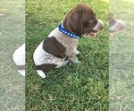 Small Photo #3 German Shorthaired Pointer Puppy For Sale in STRATHMORE, CA, USA