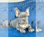 Small Photo #101 French Bulldog Puppy For Sale in DALLAS, TX, USA