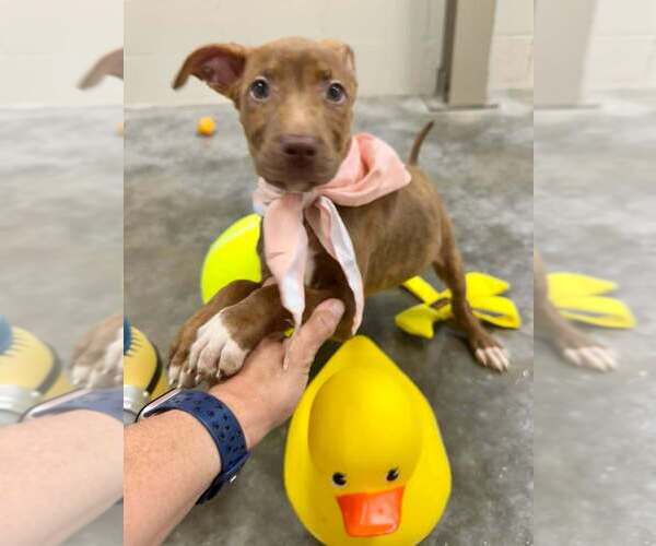 Medium Photo #1 Mutt Puppy For Sale in Abbeville, LA, USA