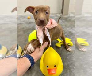 Mutt Dogs for adoption in Abbeville, LA, USA