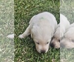 Small Photo #22 Labrador Retriever Puppy For Sale in CEDAREDGE, CO, USA