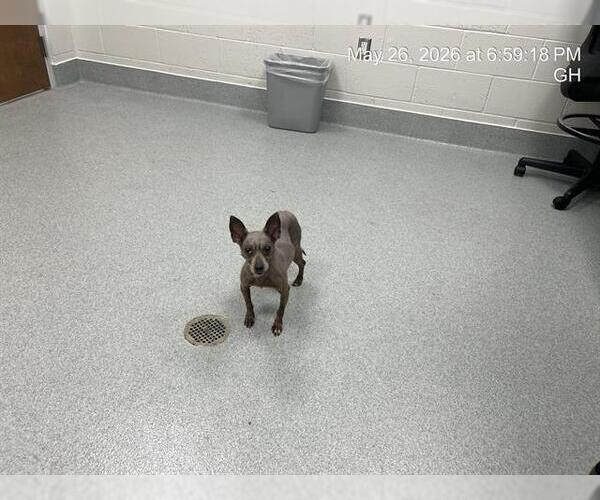 Medium Photo #1 Chihuahua Puppy For Sale in Ocala, FL, USA