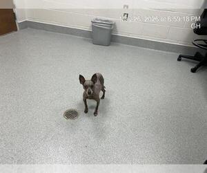 Chihuahua Dogs for adoption in Ocala, FL, USA