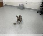 Small Chihuahua