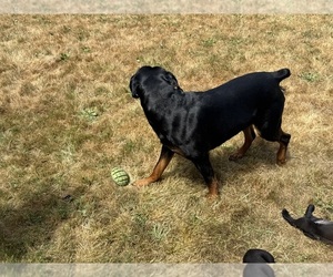 Father of the Cane Corso-Rottweiler Mix puppies born on 06/11/2025